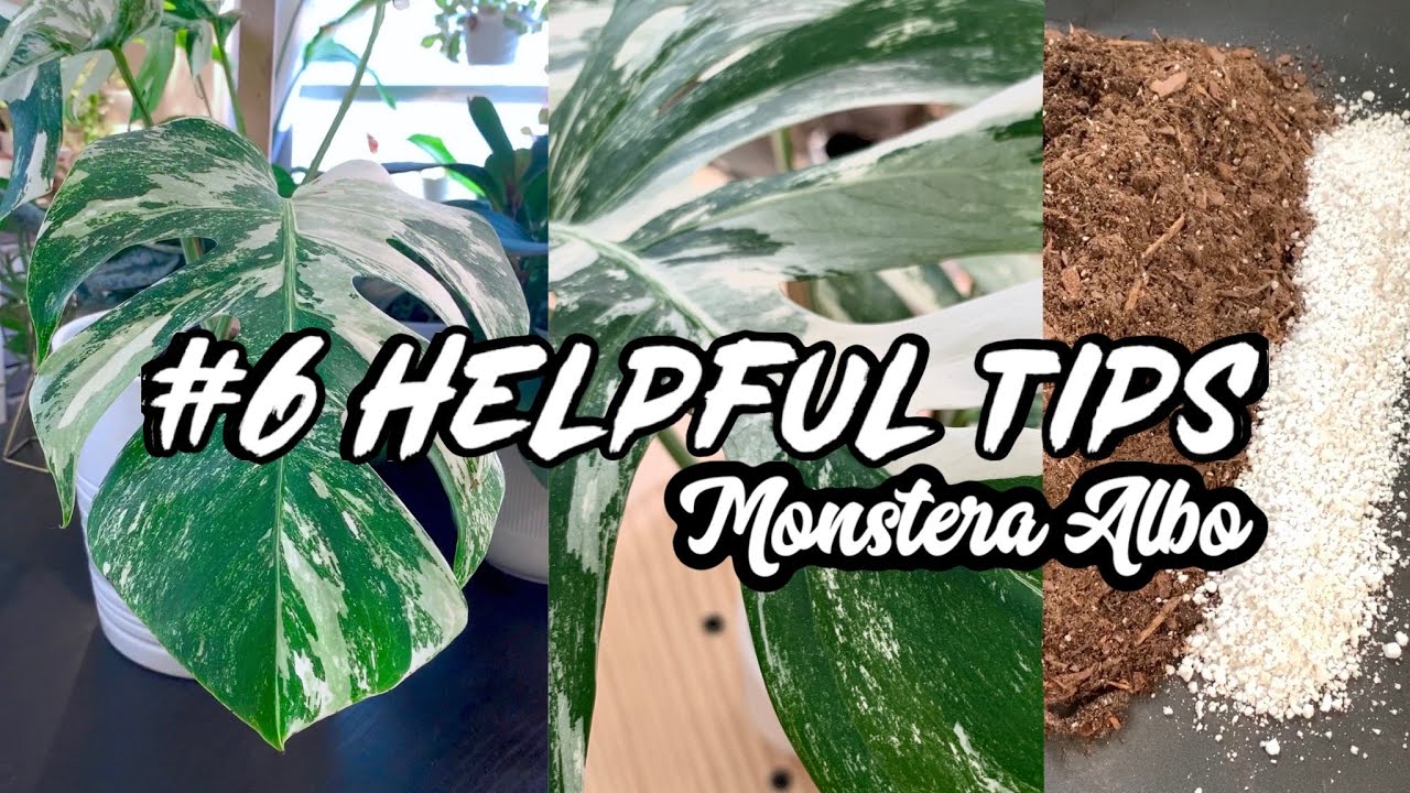 6 Helpful Tips to Repotting | Grow a Monstera Albo Borsigiana 🌿|| A girl with a garden