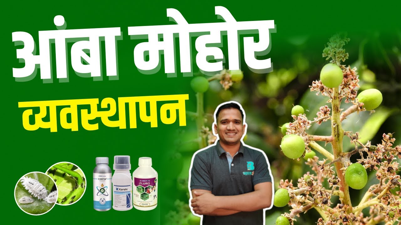 आंबा मोहर संरक्षण | amba mohor sanrakshan