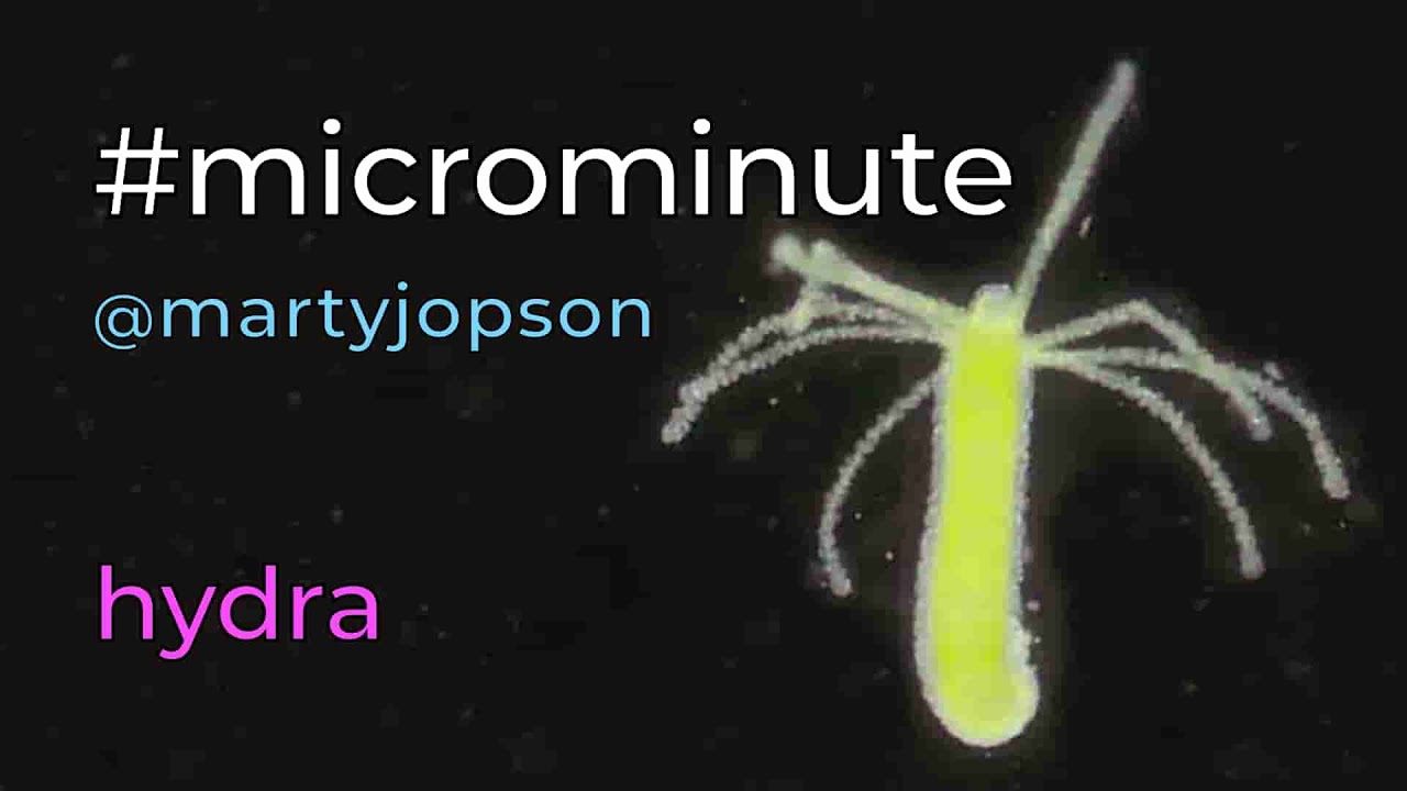 #microminute 0 hydra