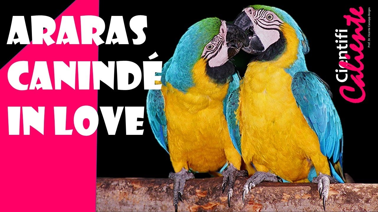 O Comportamento Monogâmico das Araras Canindé