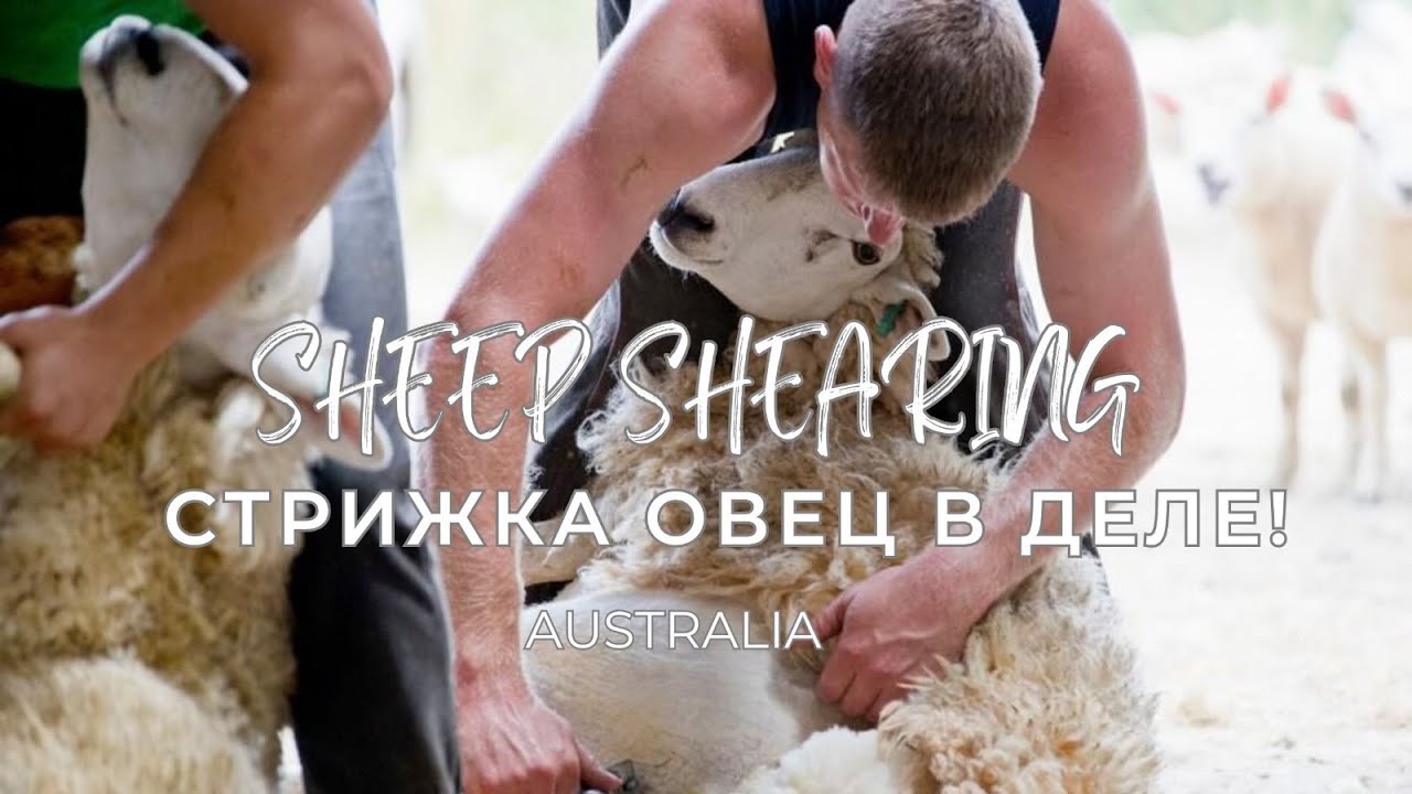 Стрижка овец в деле! Ферма на Черчилль-Айленд, Австралия