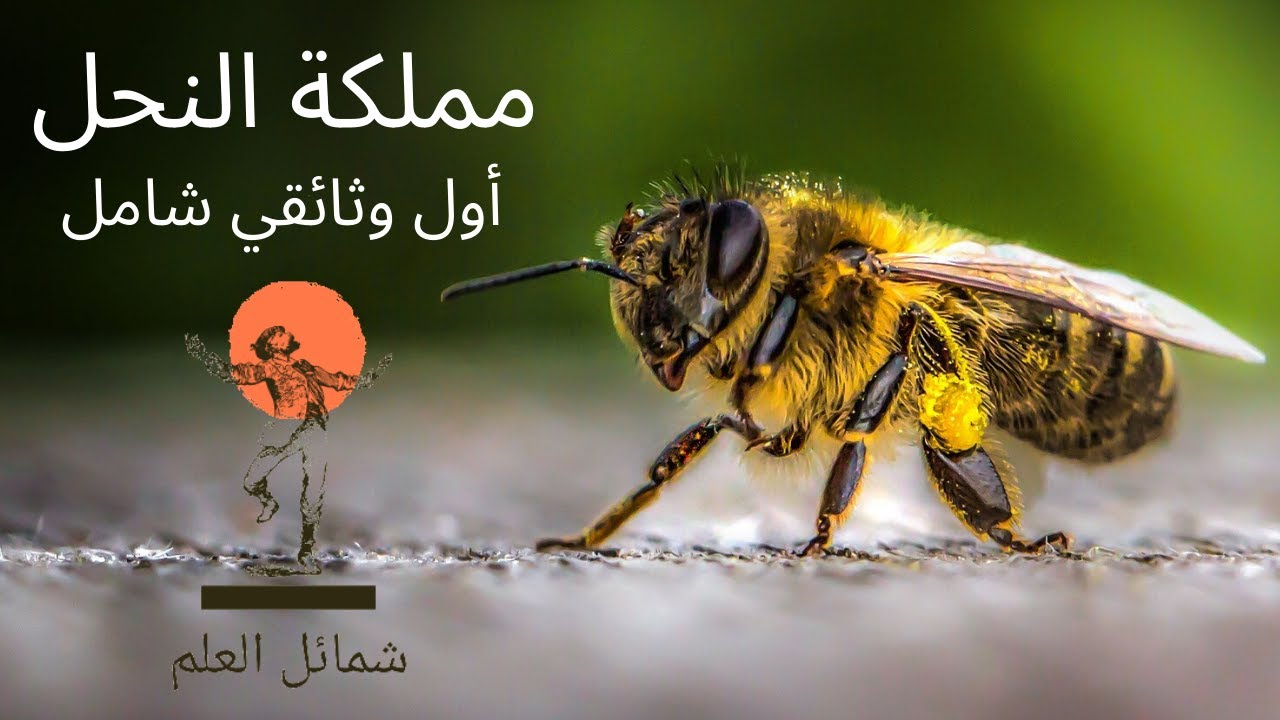 النحلة 🐝 تفسير مبسط عن النحل والعسل