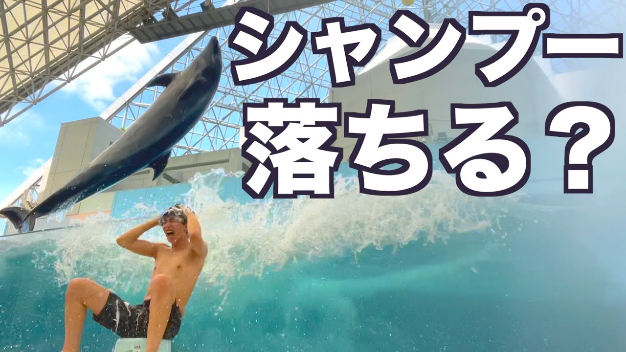シャンプー泡立ったままでイルカショー見に行ってみたwwwwwww