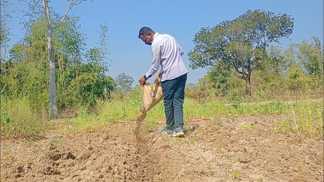 Fasal kheti ll Kerala  kheti  jolokia ll  kheti ka vlog llvideo asam ka kheti YouTube video kheti ll