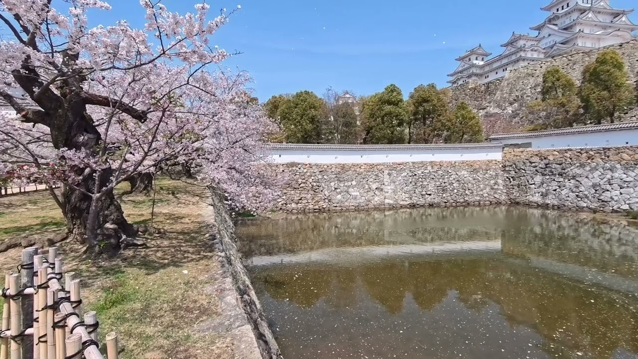 Cherry Blossom