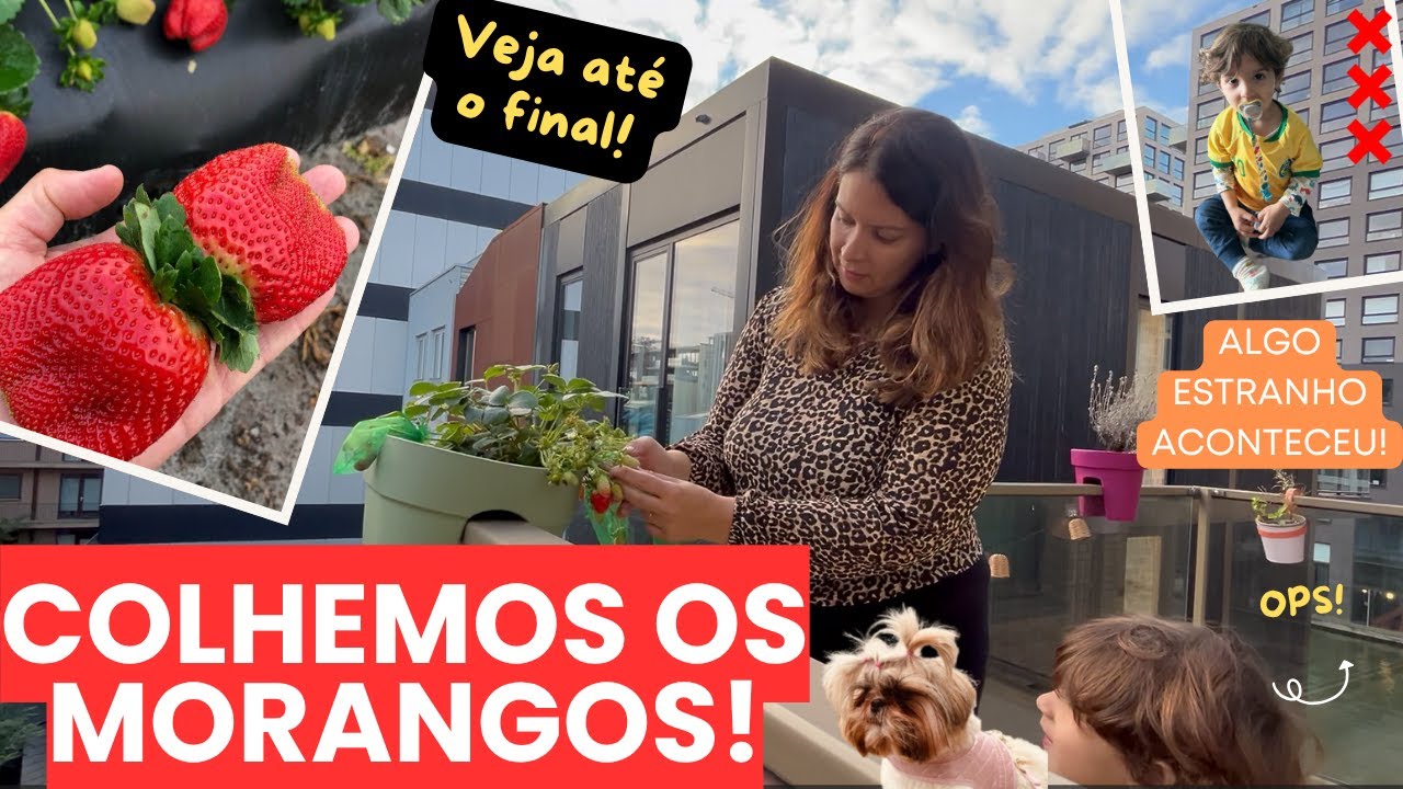 Tem Algo Errado com os Morangos de Amsterdam - Veja até o Final