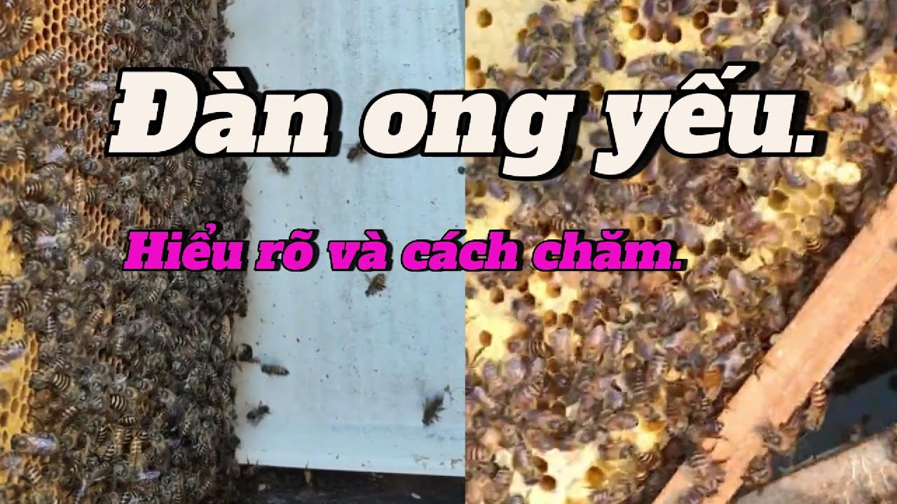 Cách để chăm sóc đàn ong yếu phát triển