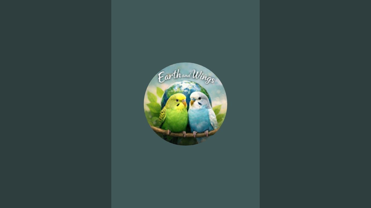 Funny budgies