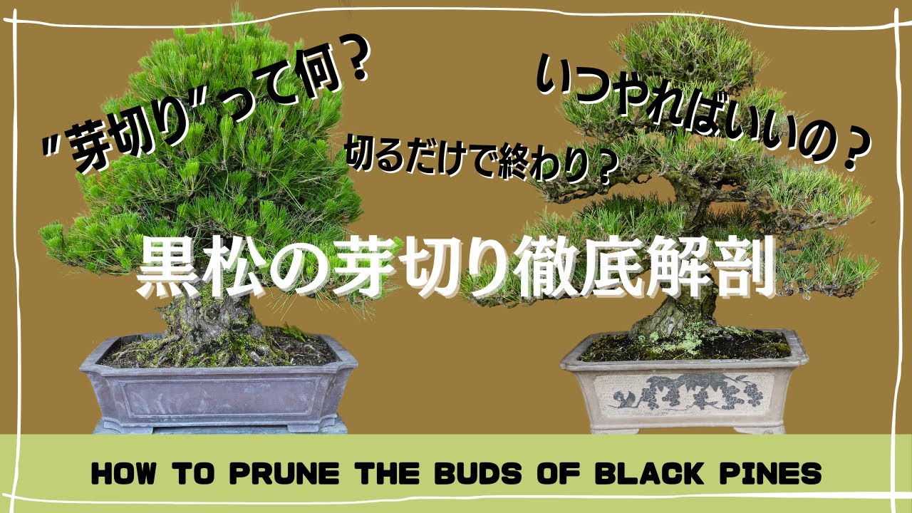盆栽手入れ解説～黒松の芽切り～