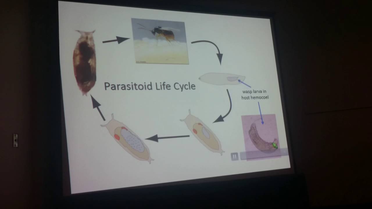 Mateos:Independent origins of resistance or susceptibility of parasitic wasps