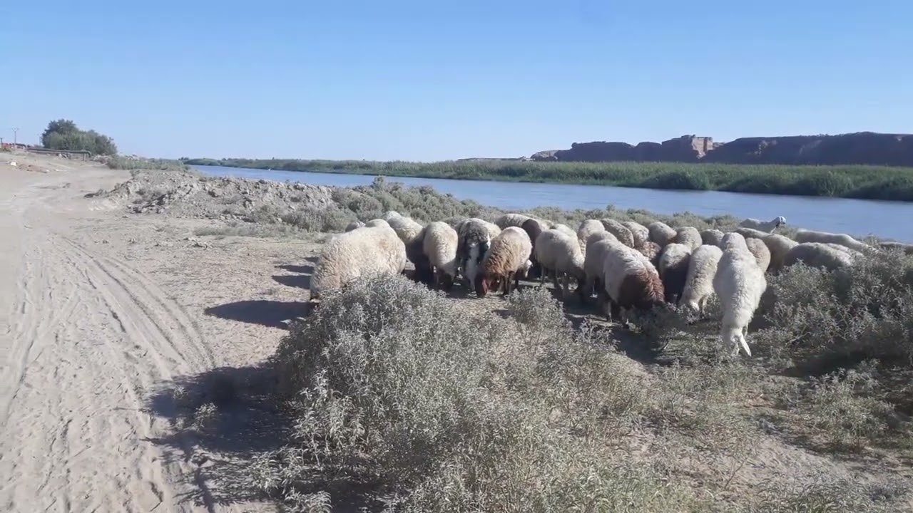 راعي الغنم  في نهر 