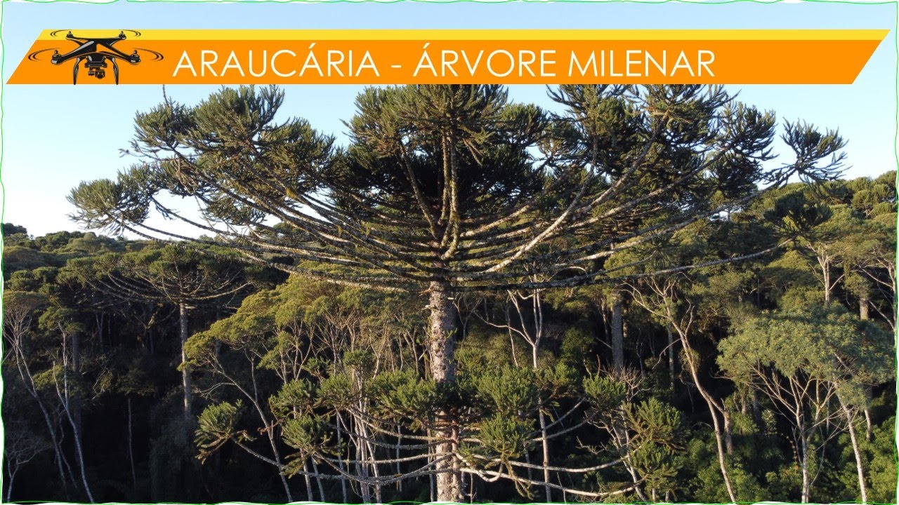 Arauc&aacute;ria floresta com &aacute;rvores de Arauc&aacute;ria pinheiro brasileiro pinheiro do Paran&aacute; por #JDrones
