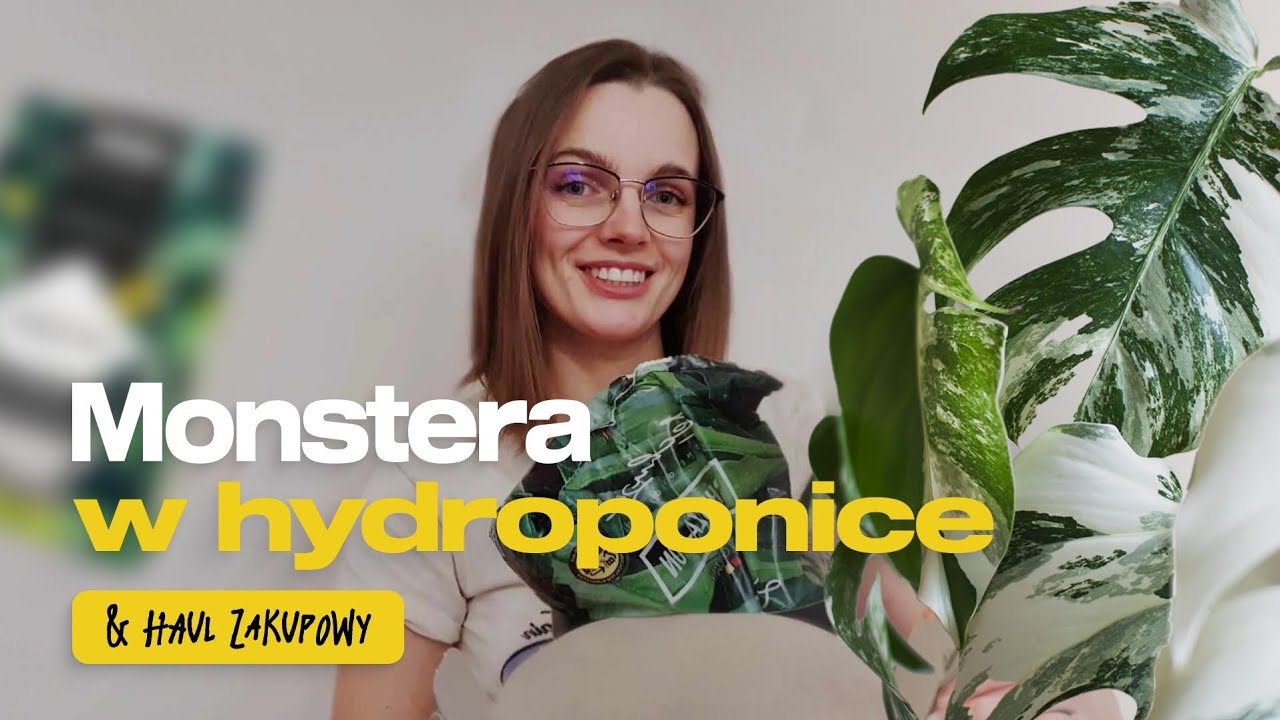 Monstera Variegata - uprawa w hydroponice & roślinny haul zakupowy