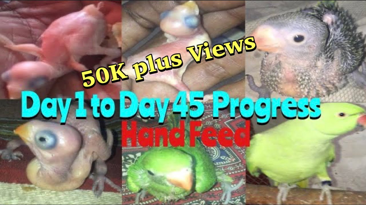 How to feed a baby parrot Ringneck Chick Care Day 1 To Day 45 Handfeed And Temprature Information