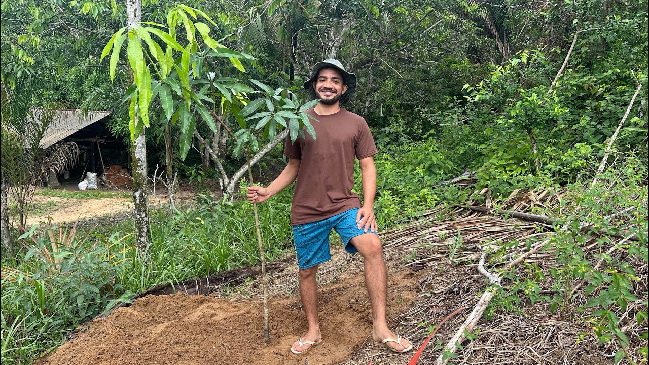 COMO MUDAR UMA PLANTA GRANDE SEM QUE ELA MORRA 