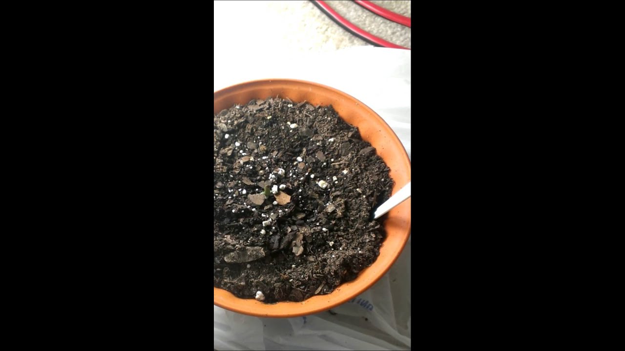 Critical Sensi Star Week 2 Update