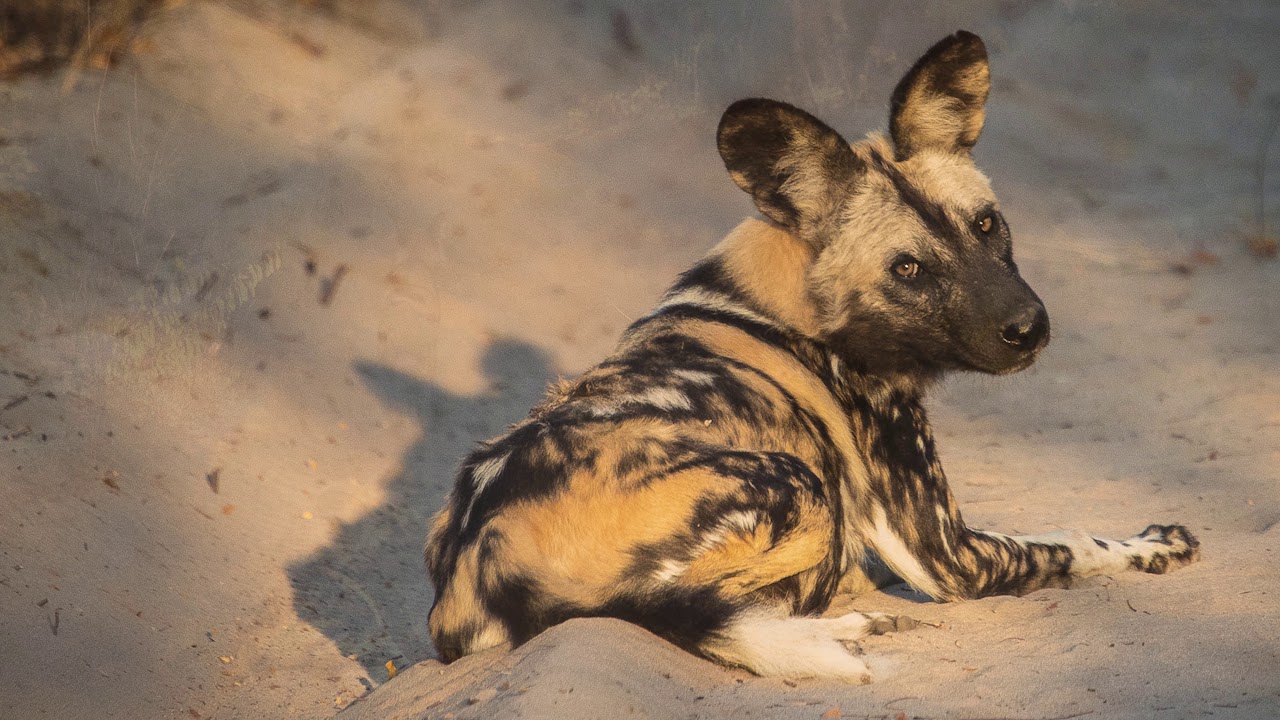 Hwange National Park - African Wild Dog, Zimbabwe, Africa