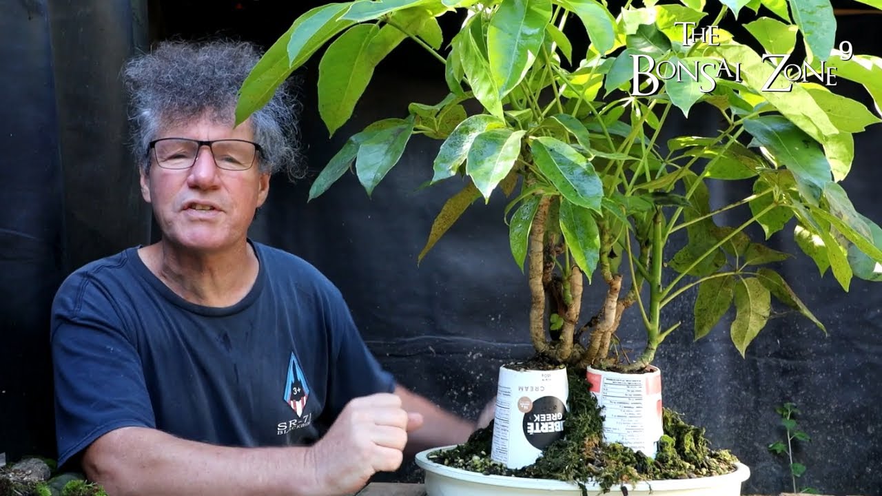 Мой бонсай из зонтичного дерева, The Bonsai Zone, сентябрь 2022 г.