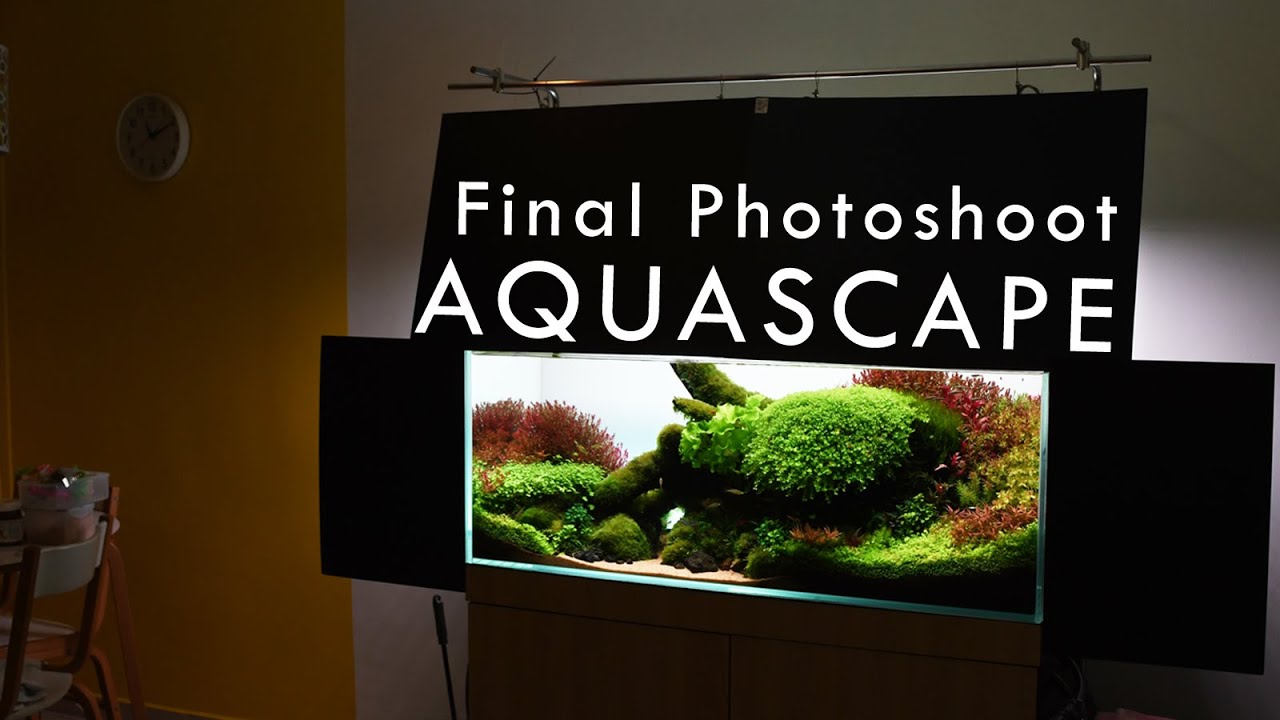 Final Photo Shoot Setting Up for Aquascaping Contest | Sharing My IAPLC 2020 Photoshoot