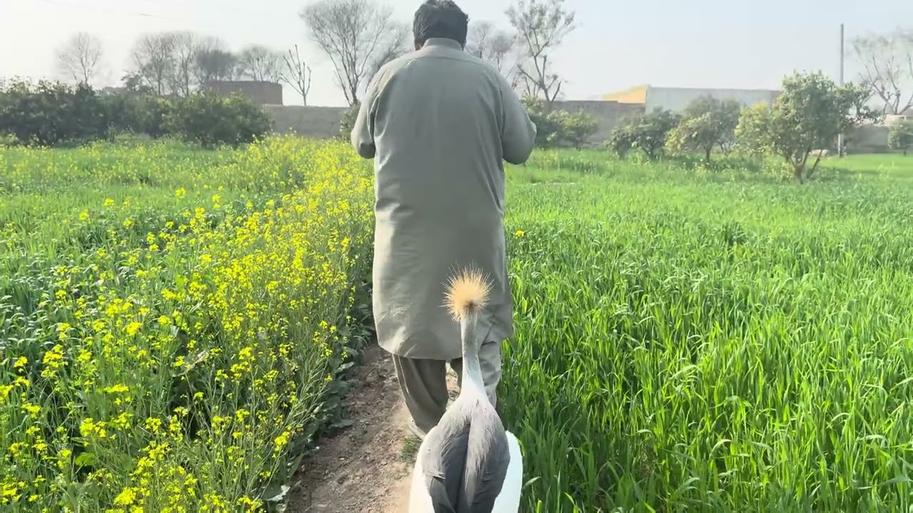 Crown crane