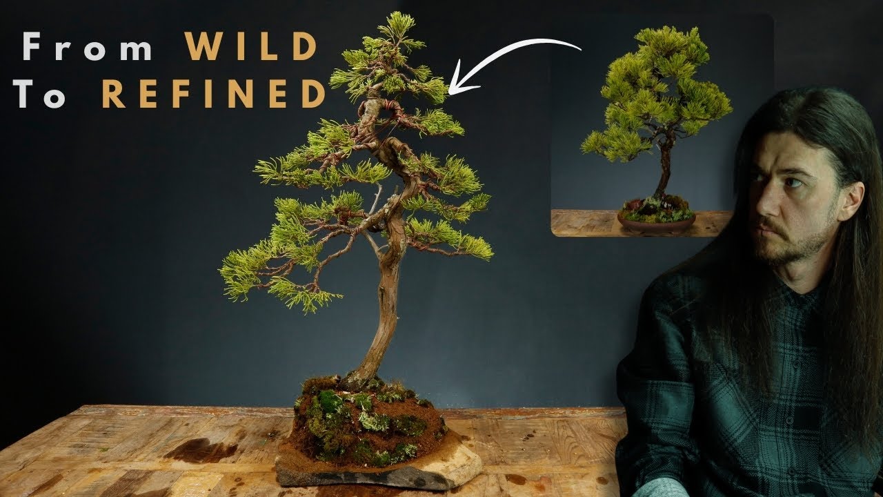 From Pot To Slab - Juniper Bonsai Transformation
