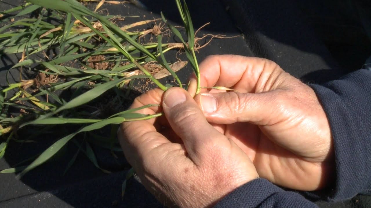Counting Tillers To Optimize Spring Nitrogen Rates & Timing