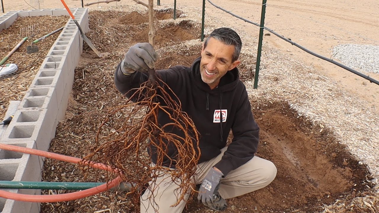 DFV | Planting Bare Root Grapevines in AZ
