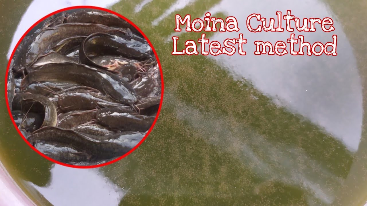 How to culture daphnia moina with catfish water | Fish fry food