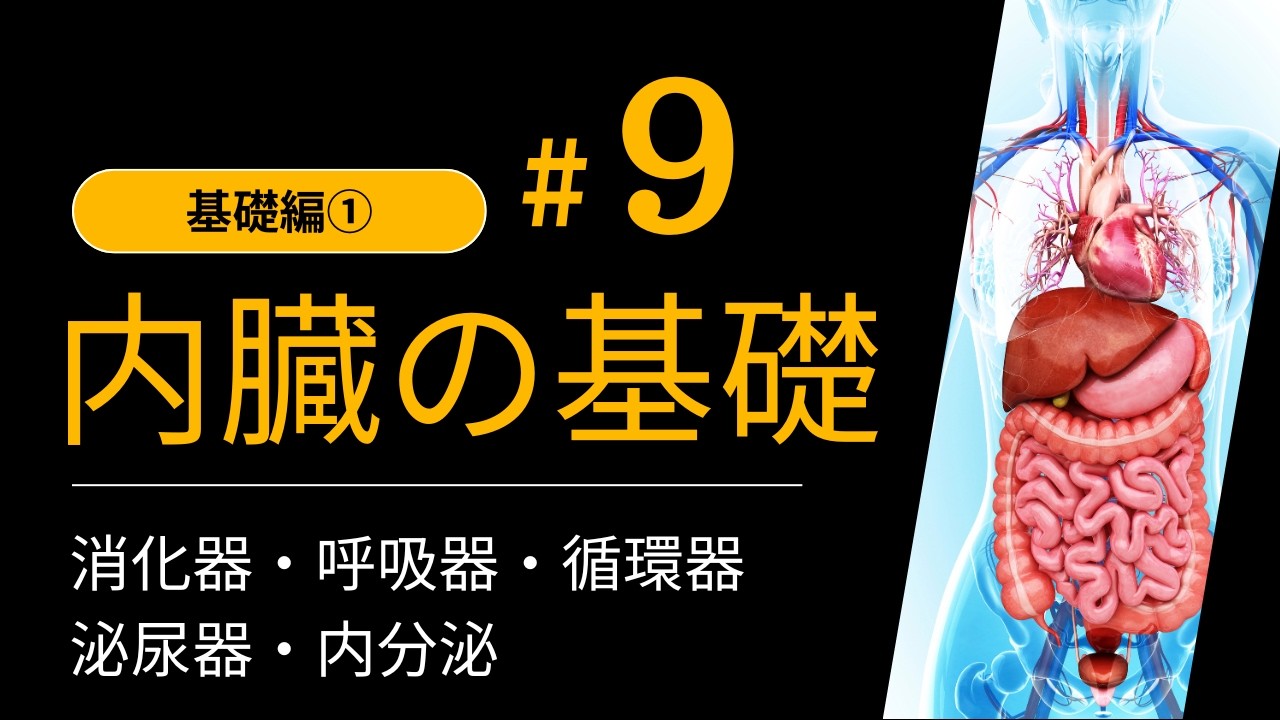 【内臓】初心者でもわかる！内臓の基本（役割・構造・種類・ケア方法）