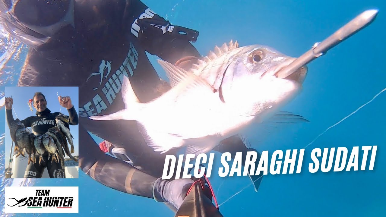 Pesca in Apnea con Maestrale Forte :dieci saraghi sudati