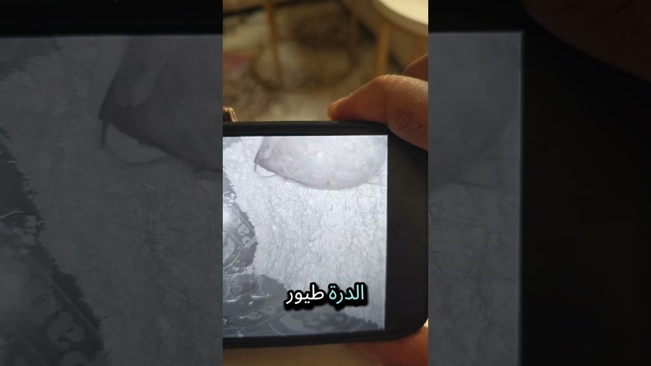 خلطه ولد الشرقيه نار وشرار ما شاء الله تبارك الله