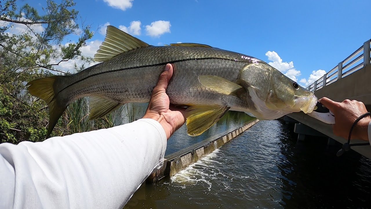 Cape coral FL canal fishing April/May 2023 *NICE FISH CAUGHT!*
