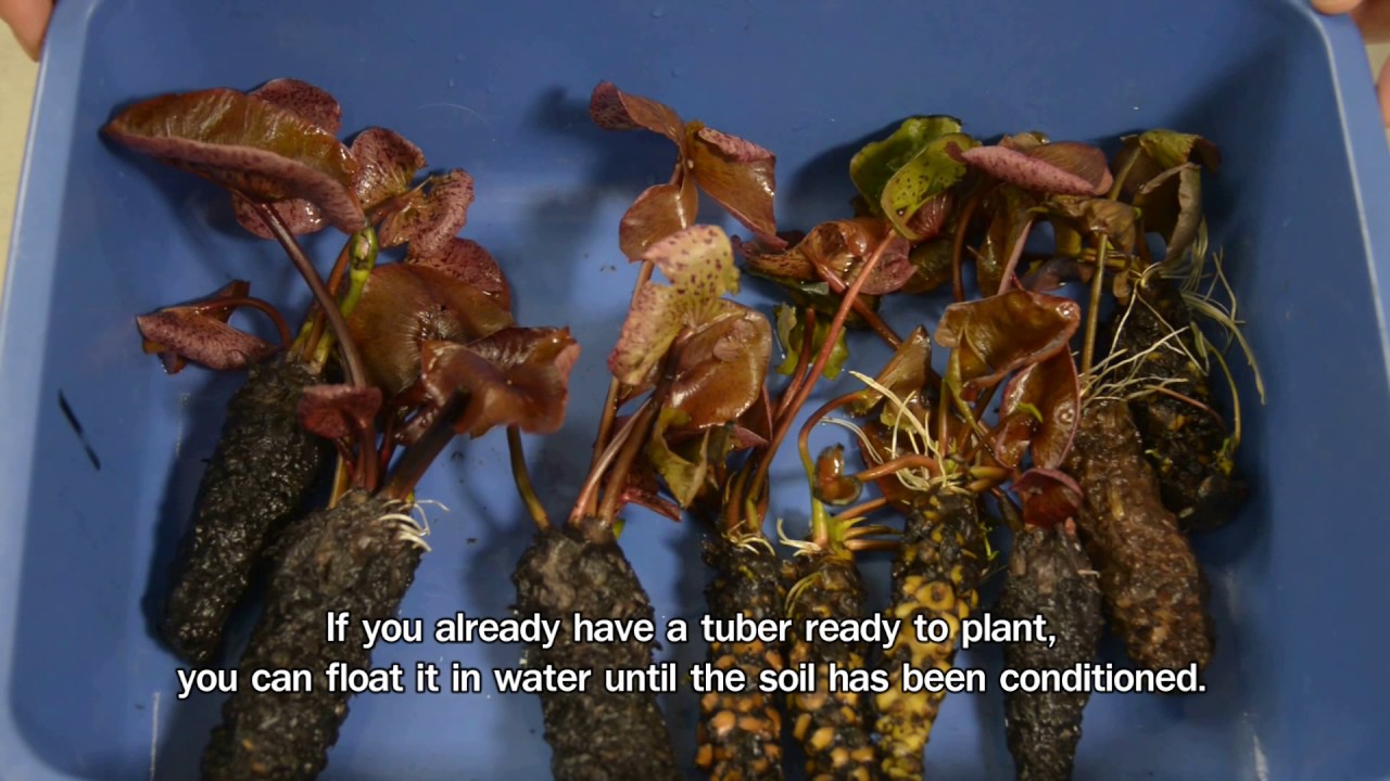 HOW TO GROW WATER LILIES