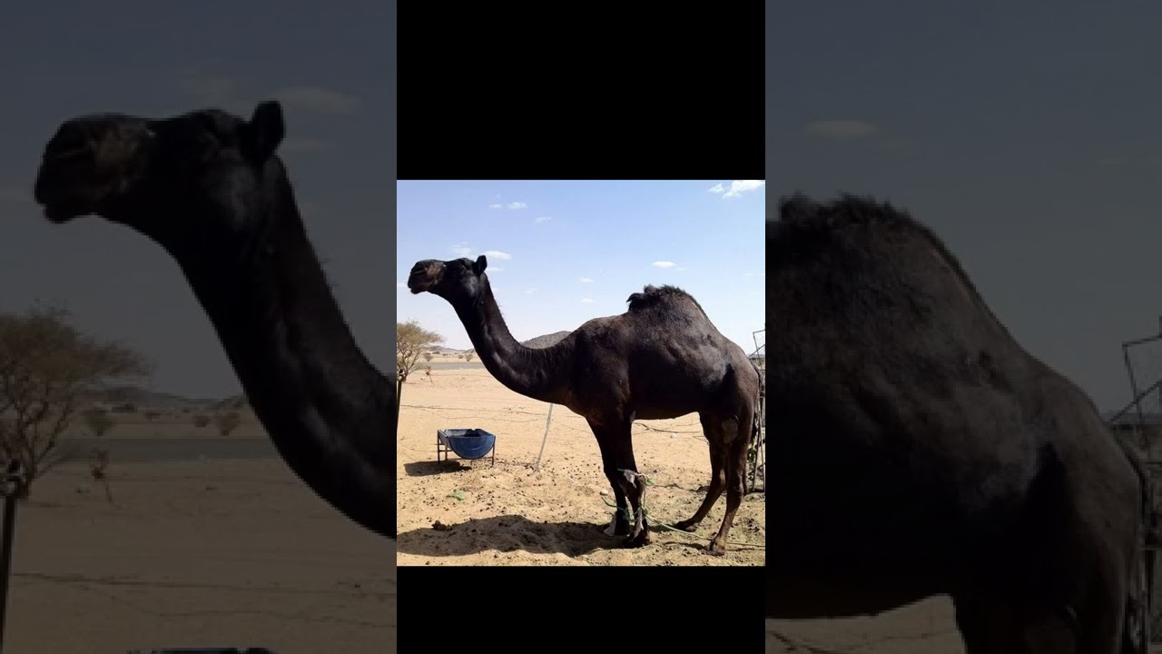 رؤيا ورمز الجمل للمريض ( بسحر اوحسد او عين)