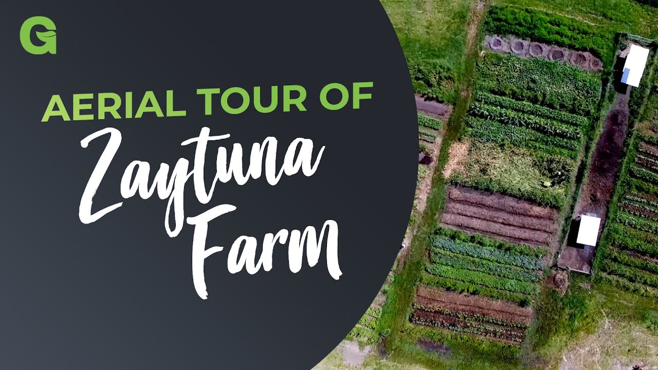 Take an aerial tour of Zaytuna Farm