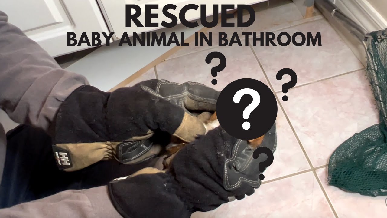 Emergency Rescue | Baby Animal Stuck Inside a Bathroom