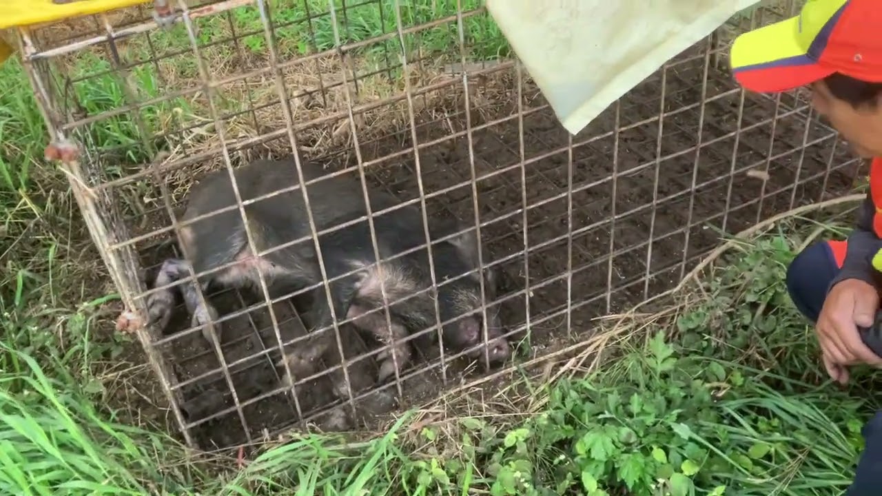 2025.11.15雄猪　獣臭強め　まいったな〜