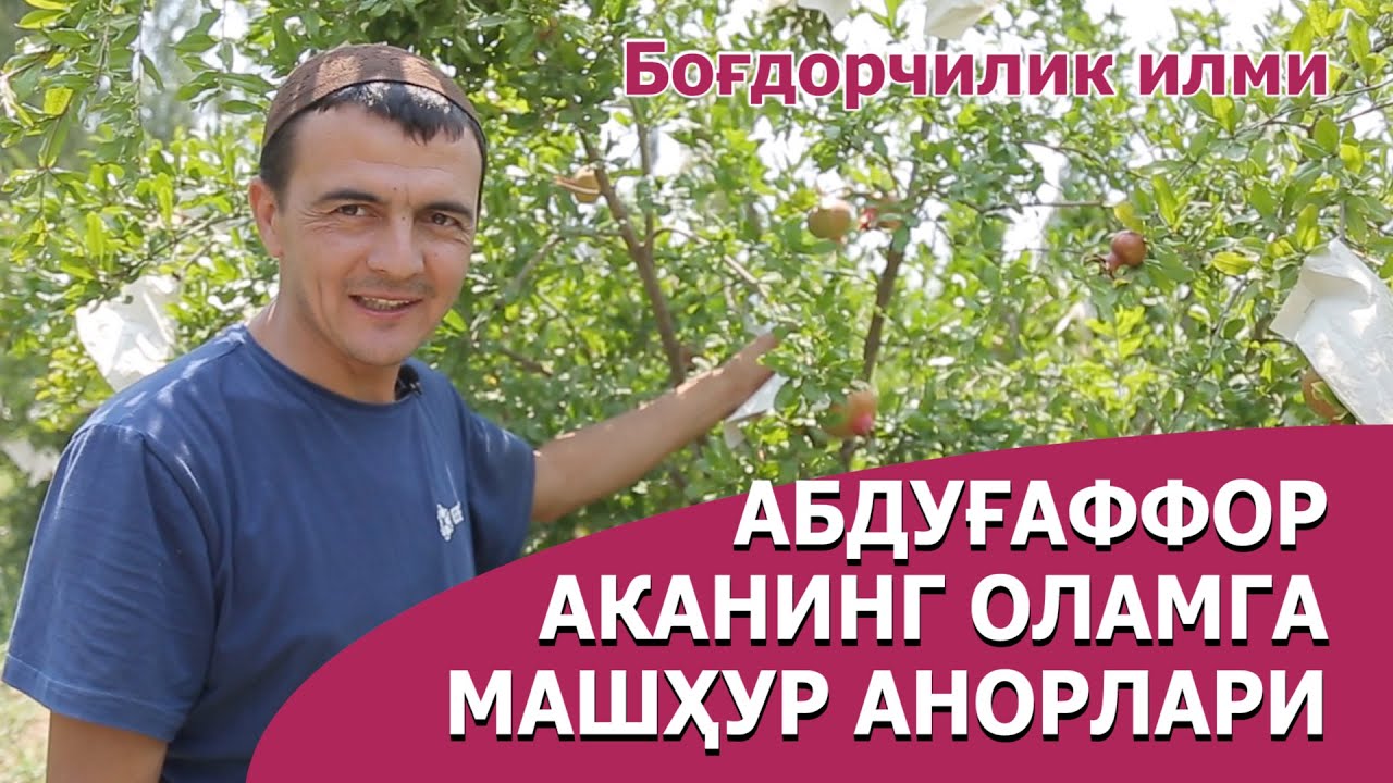 Анор етиштириш - Anor yetishtirish