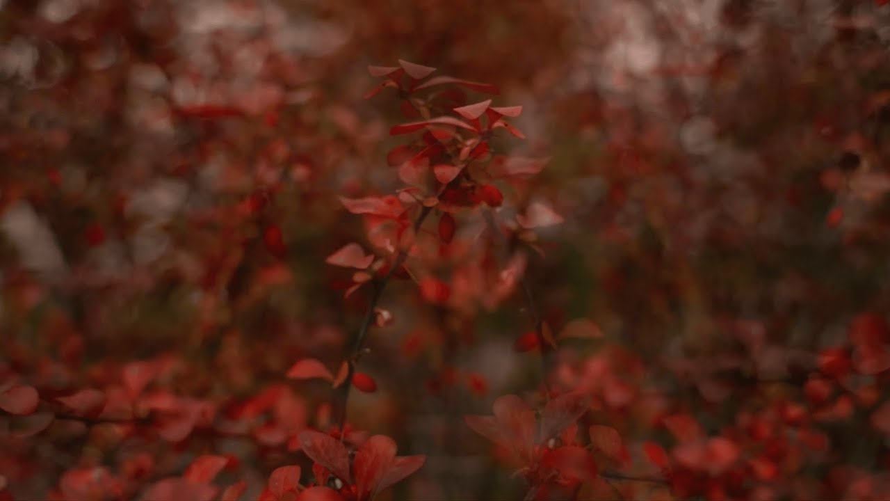 The Ethereal Decay of Autumn | 1 Hour of Dreamlike Ambient for Reflection