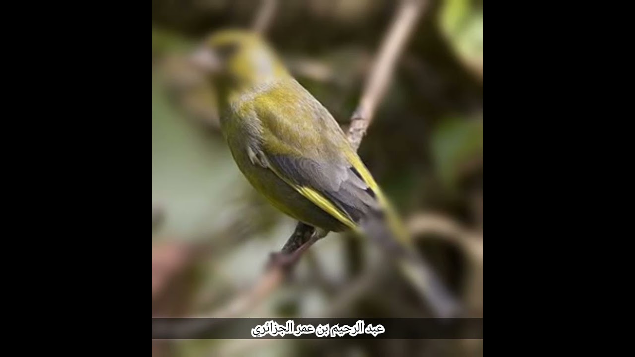 [يُنشَر لأول مرة] chant verdier d'europe / carduelis chloris