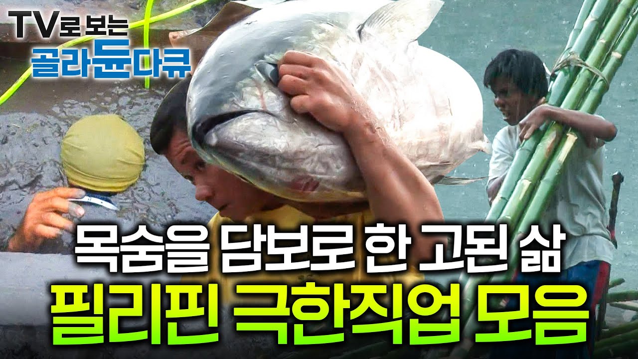 🏅목숨을 담보로 한 고된 삶, 필리핀 극한 직업 레전드 모아보기🇵🇭ㅣ장비라곤 두 다리와 맨손이 전부ㅣ금광 광부ㅣ참치 사냥꾼ㅣ대나무 작업공ㅣ사탕수수 농장ㅣ극한직업ㅣ#골라듄다큐