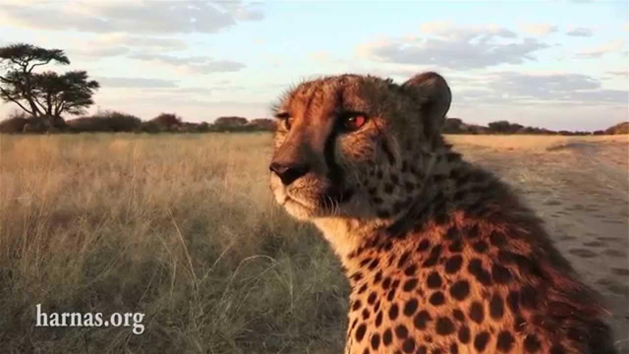 The Harnas Wildlife Foundation in Namibia.