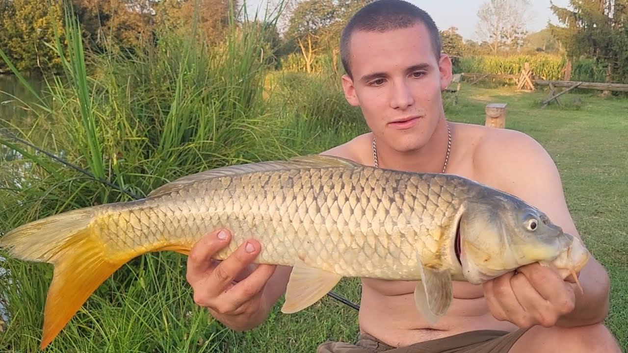 Method feeder ribolov šarana na ribnjacima petko