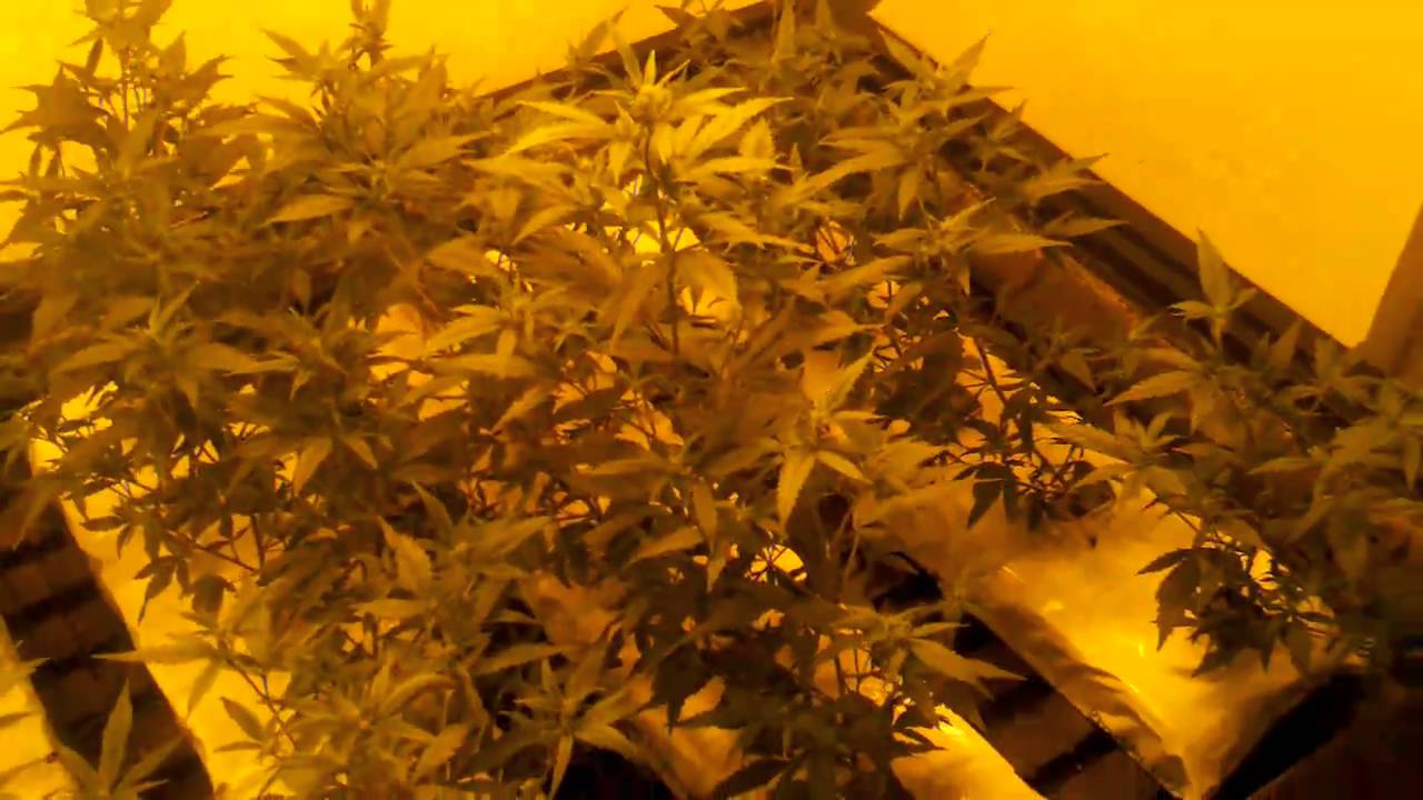 Grape Ape Indoor Hydro Week 1