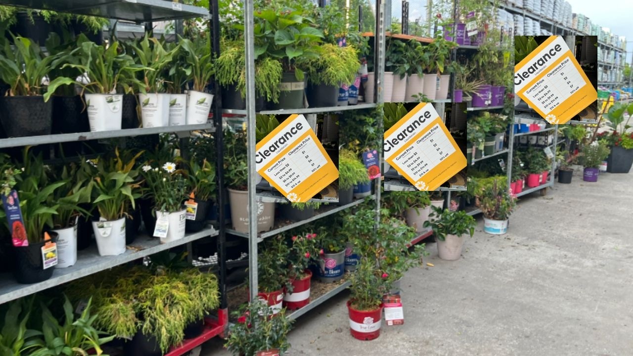Распродажа растений в садовом центре Lowe's