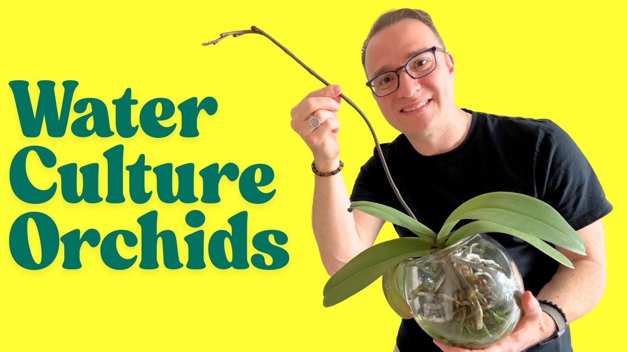 Water Culture Orchids: Converting a plant to partial water culture