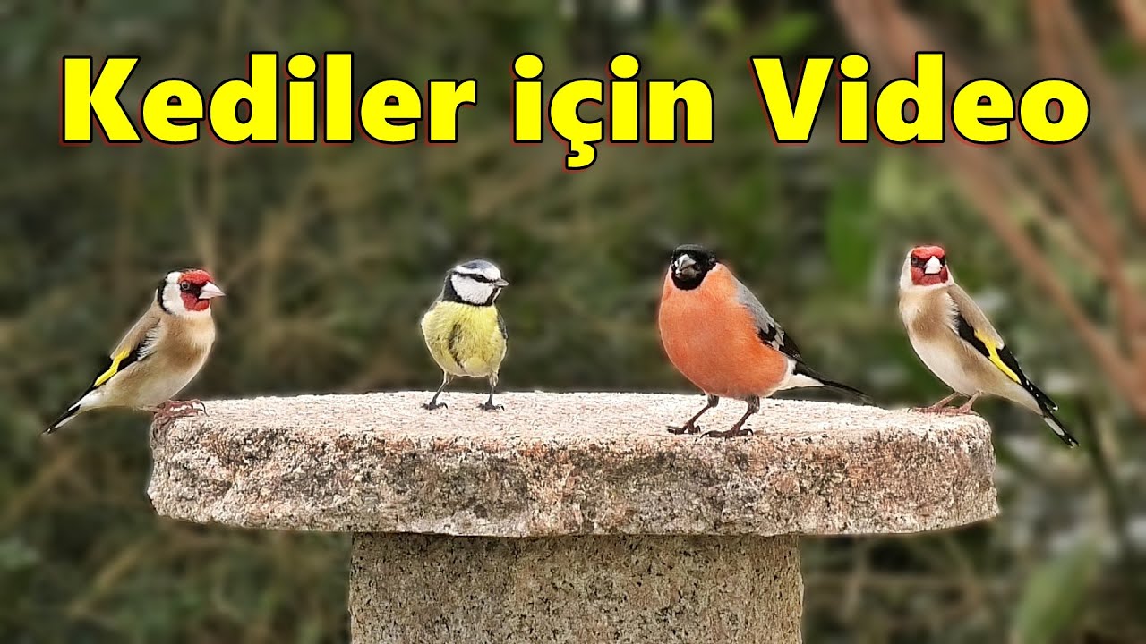 Kedi TV ~ kedilerin ormanlık kuşları izlemesi i&ccedil;in video