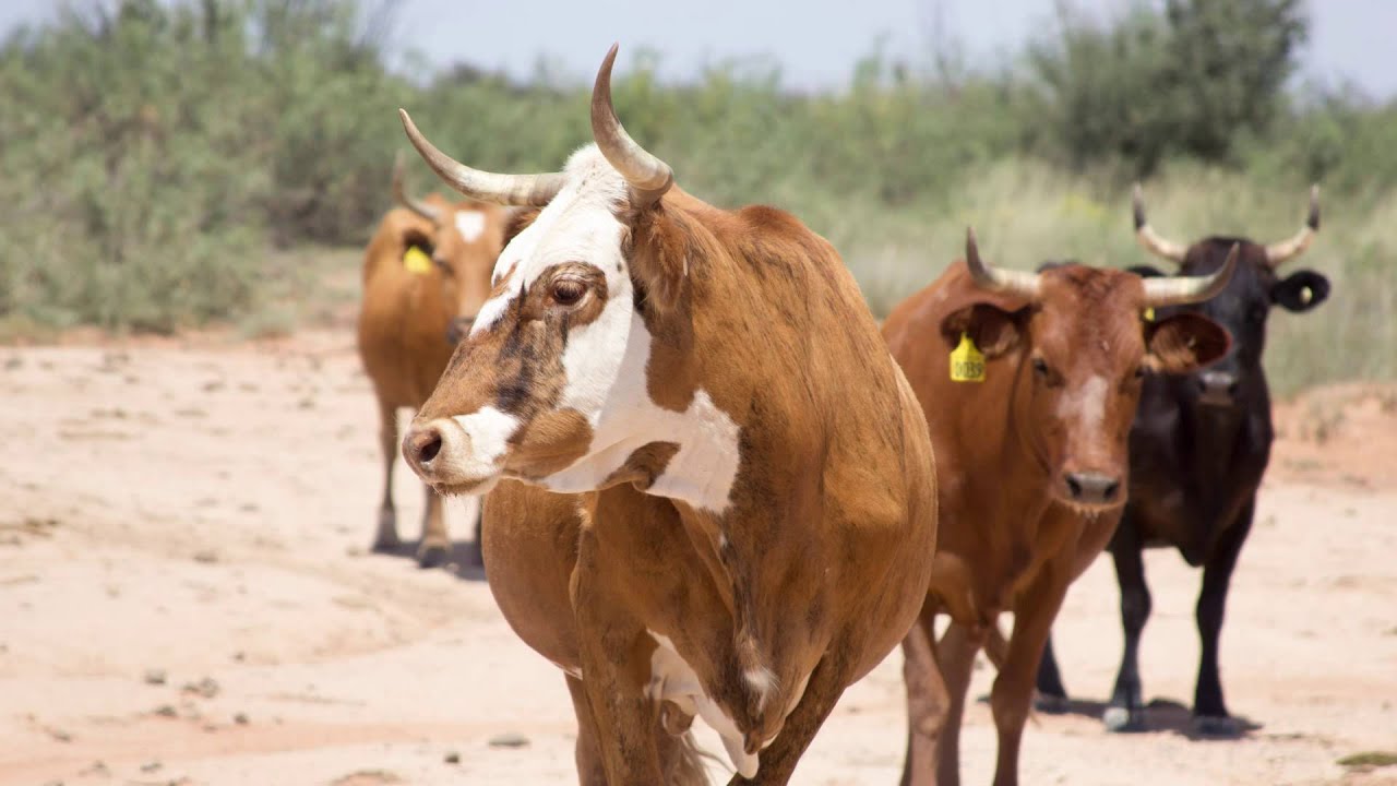 History and Genetics of Criollo Cattle