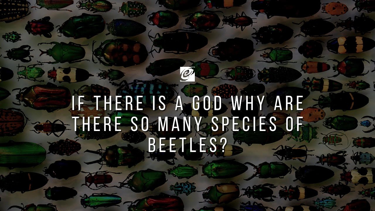 If there is a God why are there so many species of beetles?