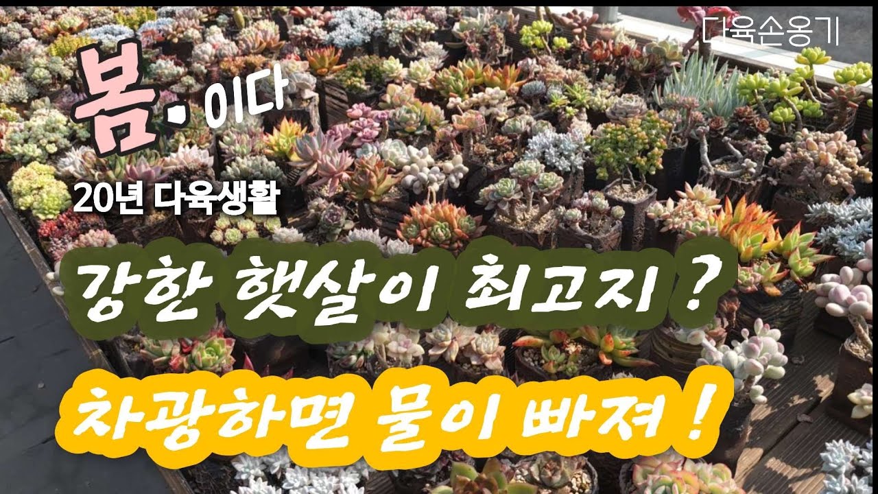 강한볕에 다육 / 차광하지 않는 다육 / 초보다육생활 필수 클릭